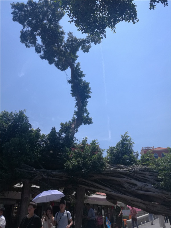 树坚强.jpg